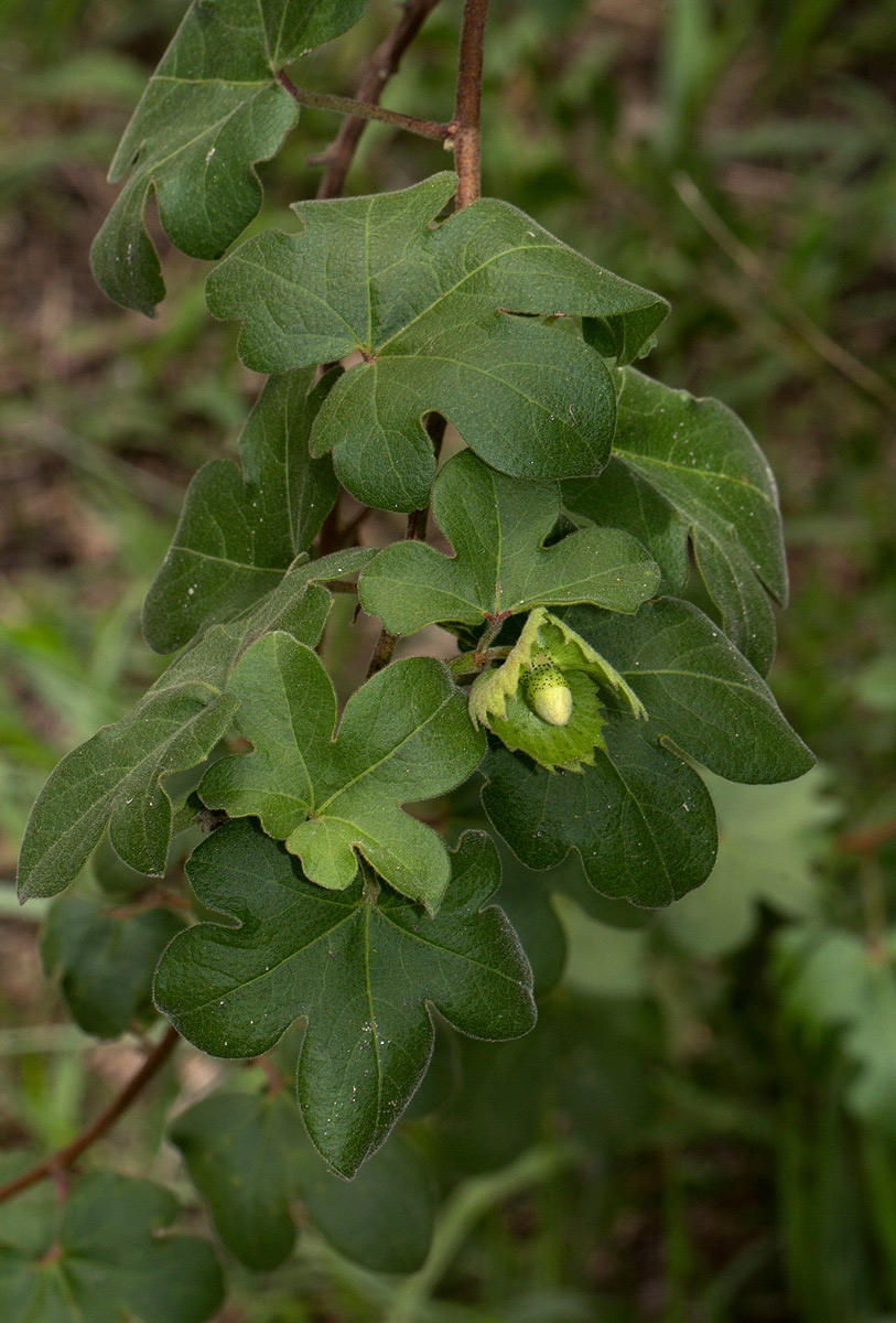 Gossypium herbaceum subsp. africanum var. africanum