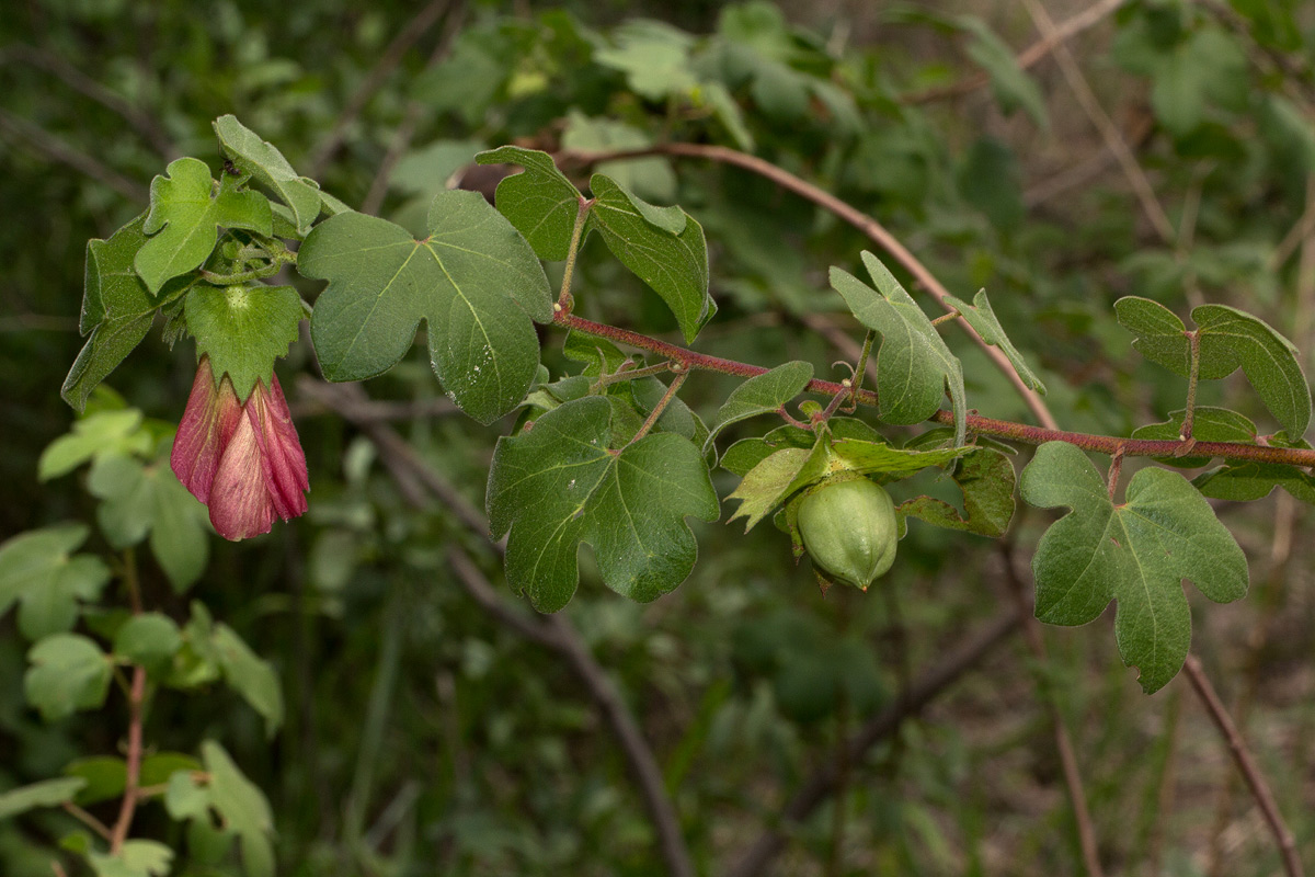 Gossypium herbaceum subsp. africanum var. africanum Gossypium herbaceum subsp. africanum var. africanum