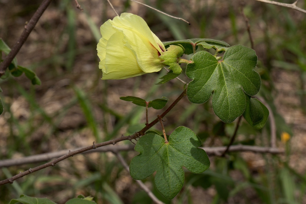 Gossypium herbaceum subsp. africanum var. africanum