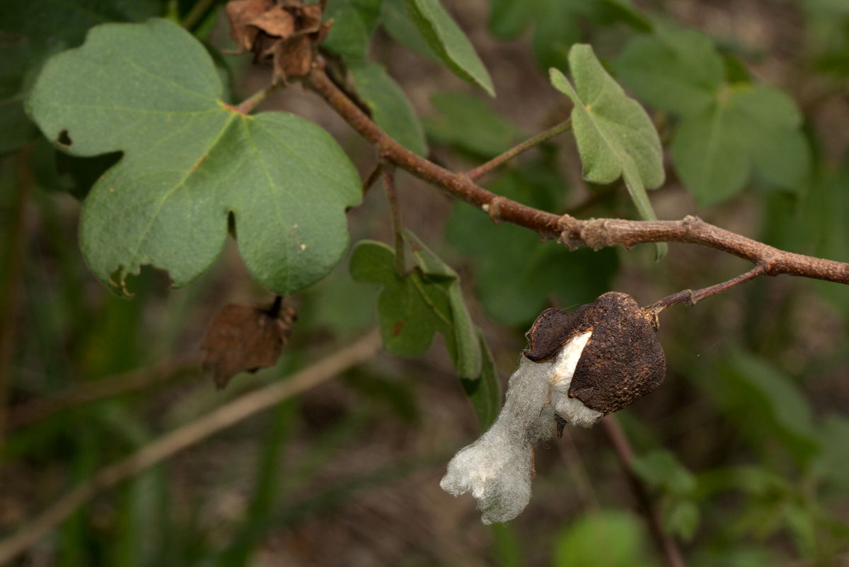 Gossypium herbaceum subsp. africanum var. africanum Gossypium herbaceum subsp. africanum var. africanum