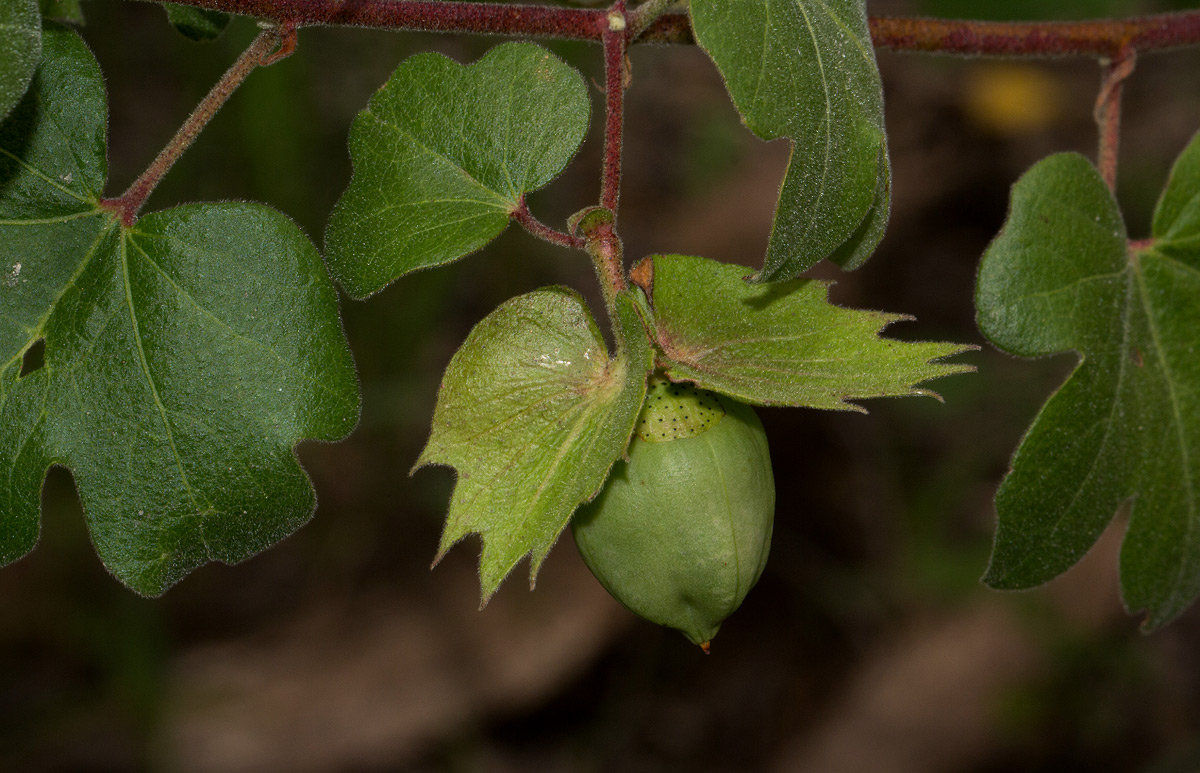 Gossypium herbaceum subsp. africanum var. africanum