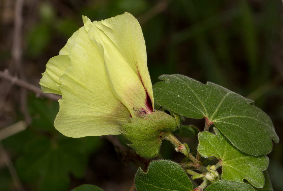 Gossypium herbaceum subsp. africanum var. africanum