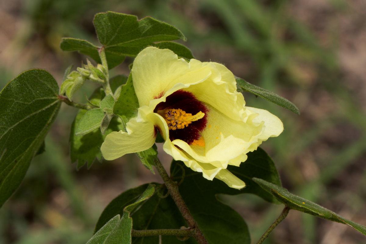 Gossypium herbaceum subsp. africanum var. africanum