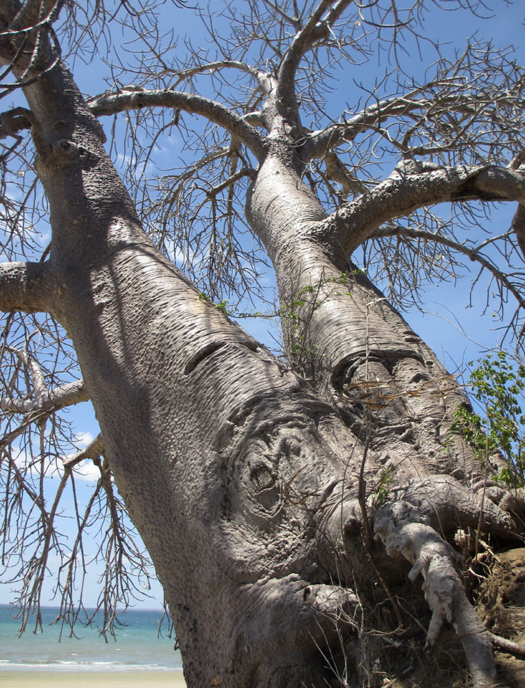 Adansonia digitata