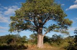 Adansonia digitata