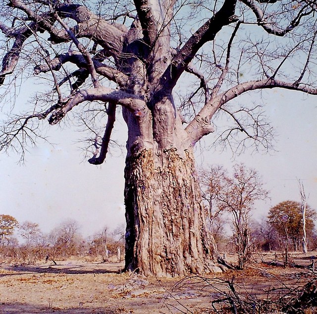 Adansonia digitata