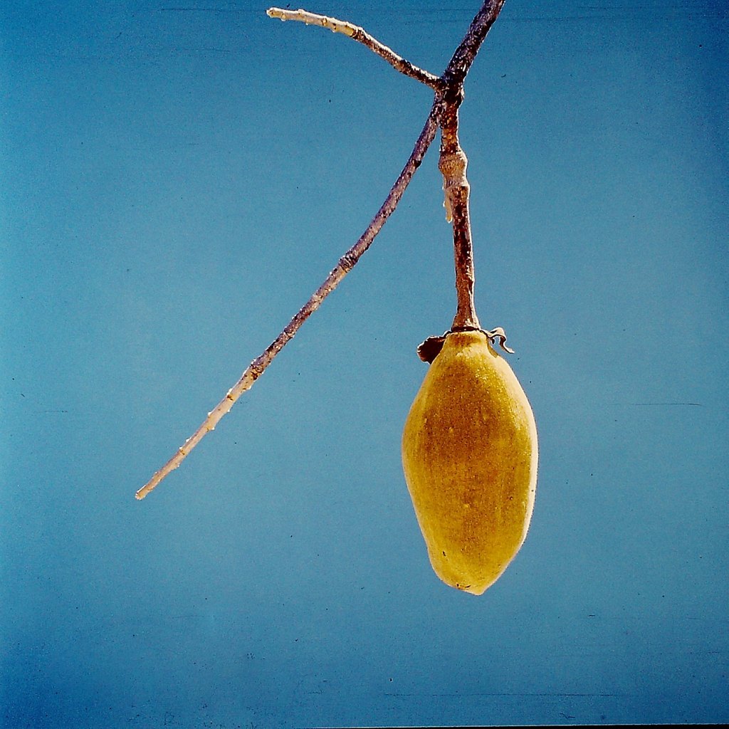 Adansonia digitata Adansonia digitata