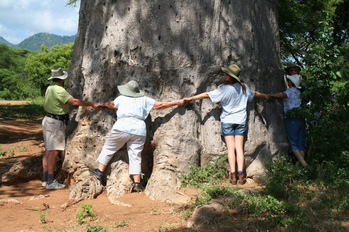 Adansonia digitata