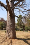 Adansonia digitata