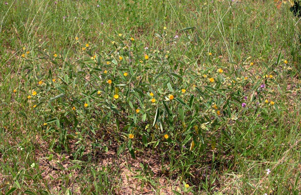 Melhania acuminata var. acuminata