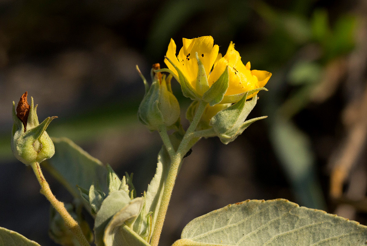 Melhania acuminata var. acuminata