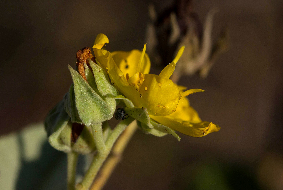Melhania acuminata var. acuminata