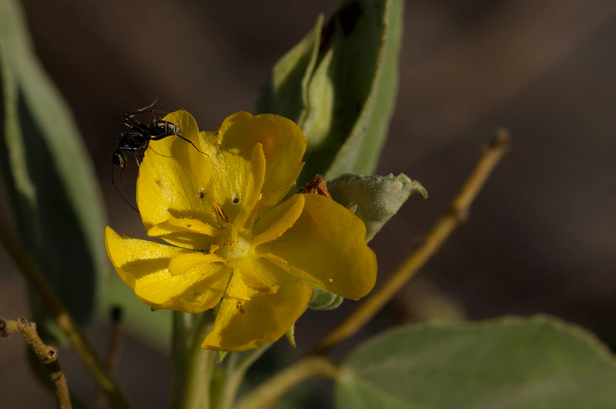 Melhania acuminata var. acuminata