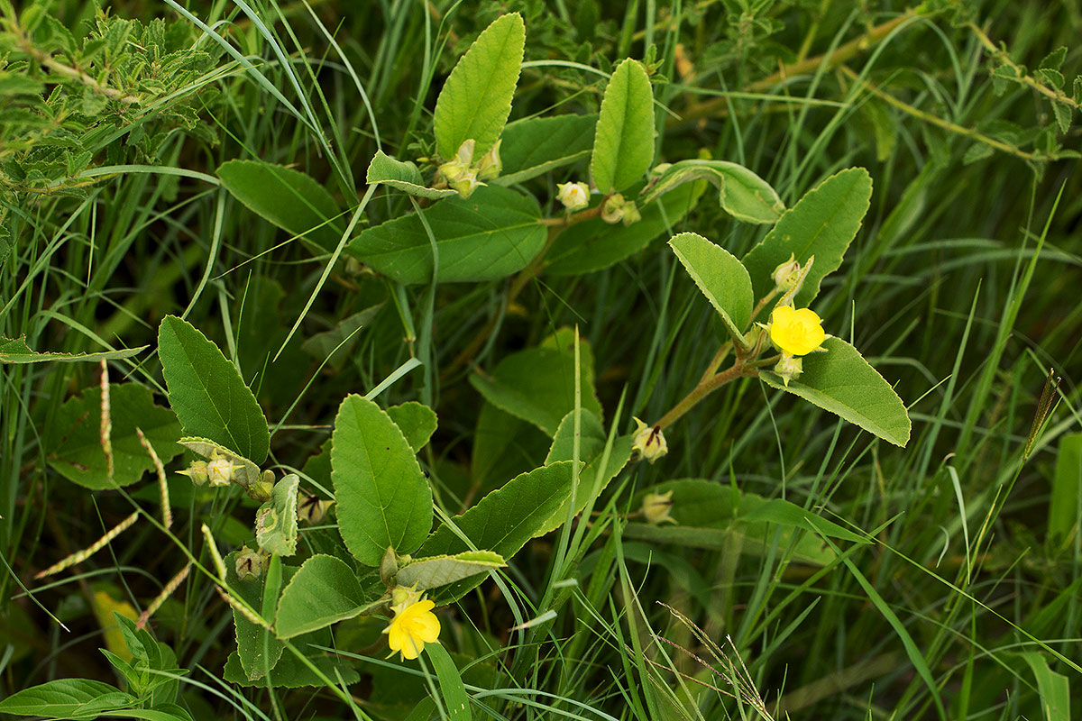 Melhania acuminata var. acuminata