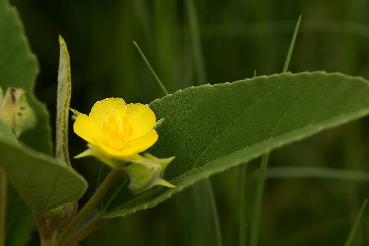 Melhania acuminata var. acuminata