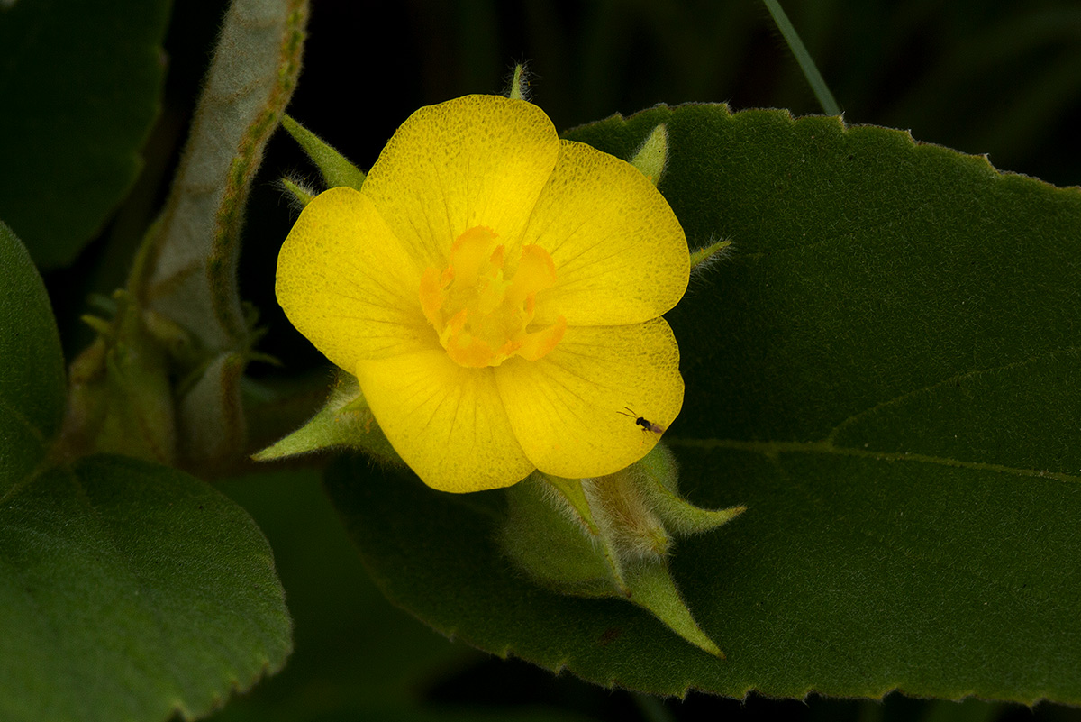 Melhania acuminata var. acuminata