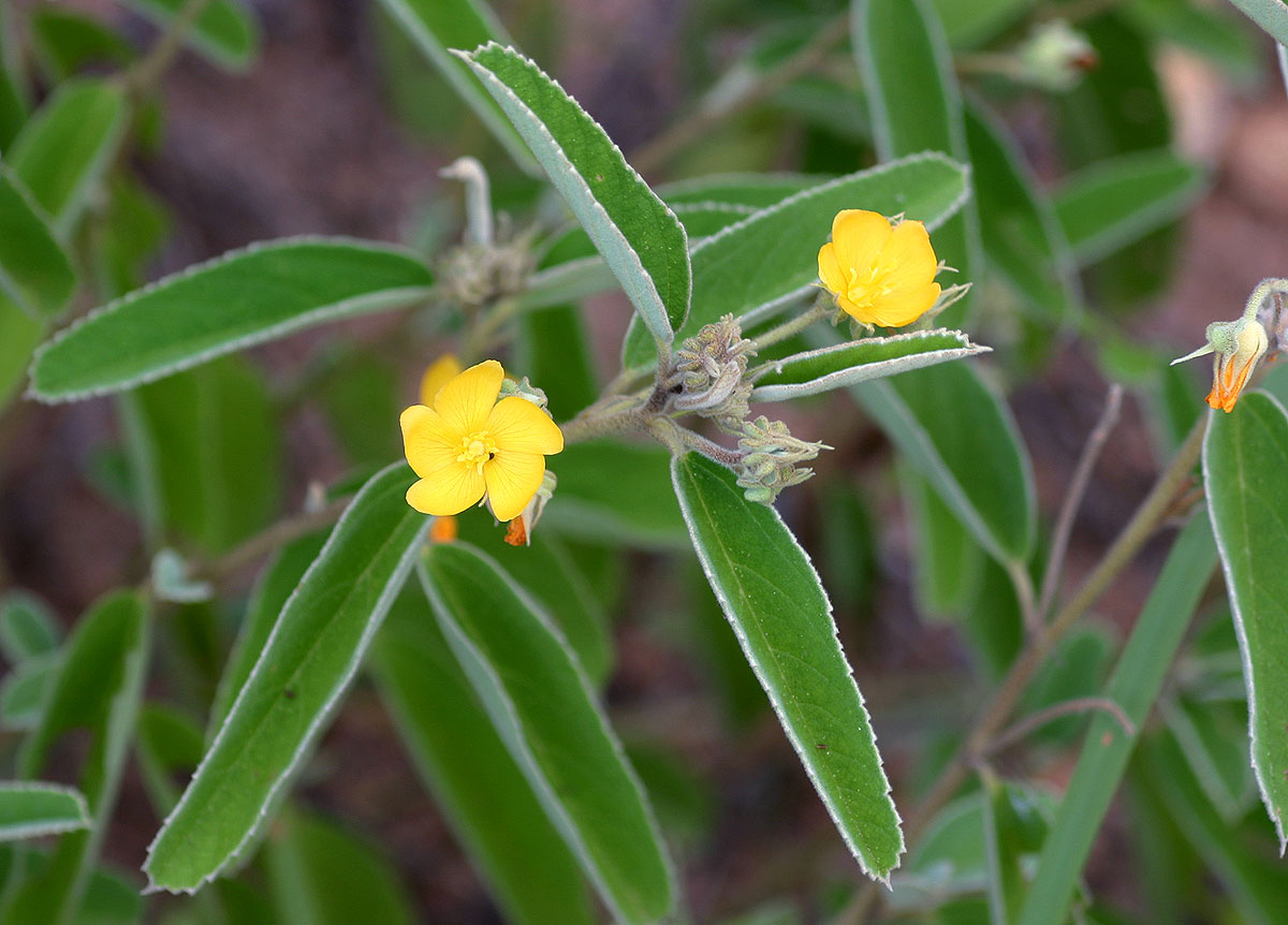 Melhania acuminata var. acuminata