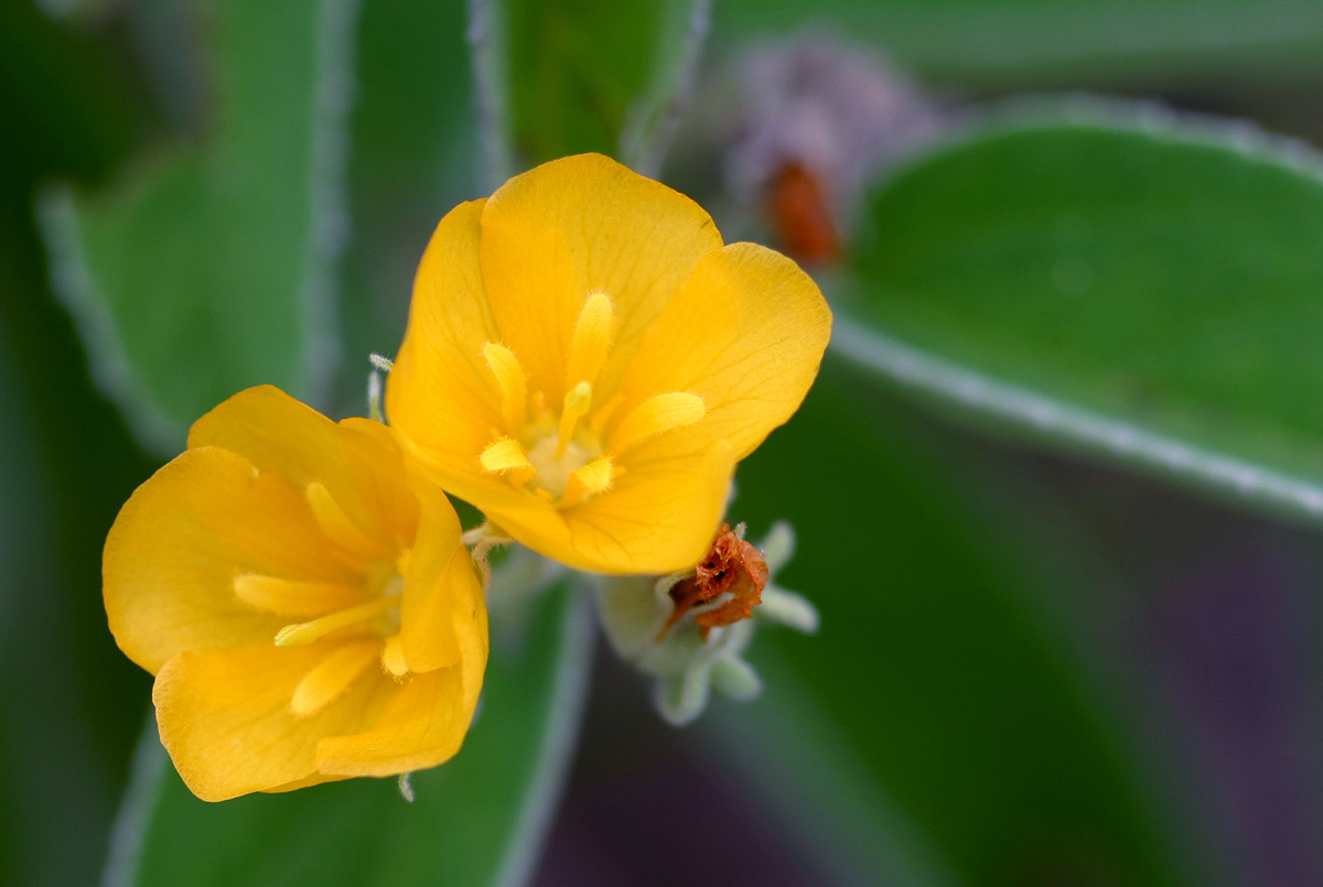 Melhania acuminata var. acuminata