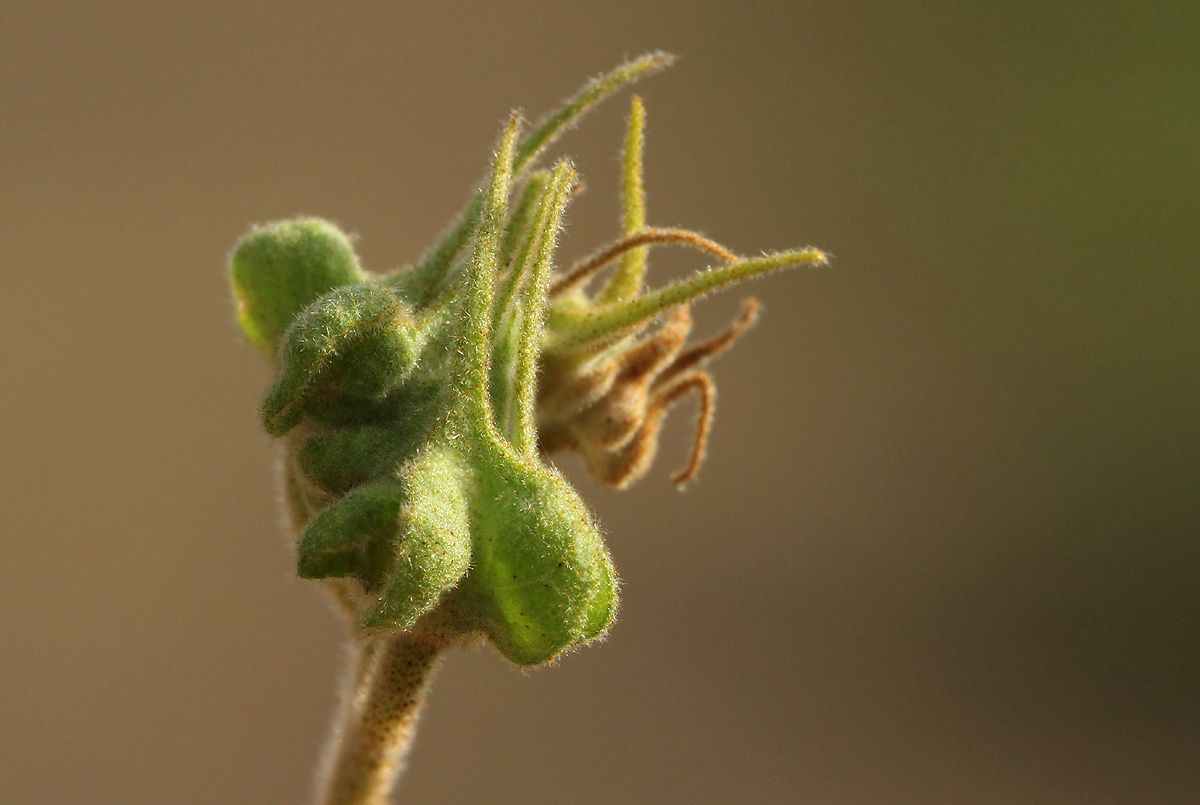 Melhania acuminata var. acuminata