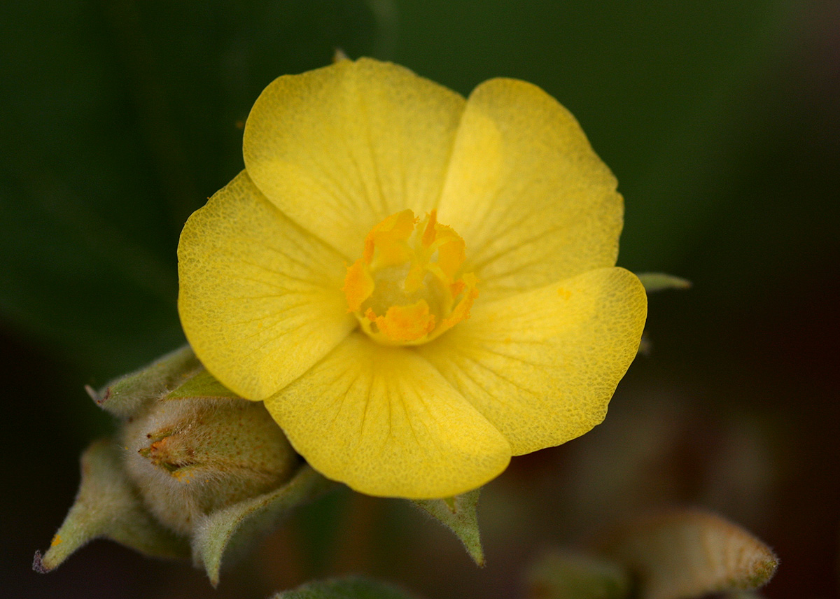 Melhania forbesii
