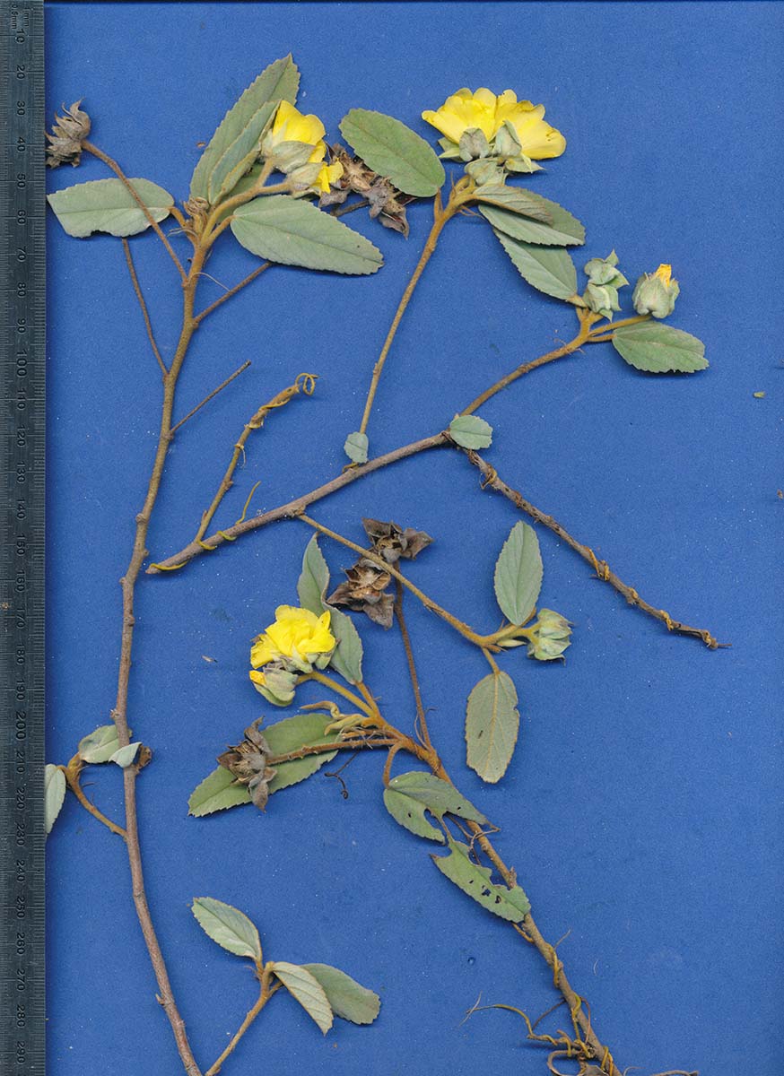 Melhania forbesii Melhania forbesii