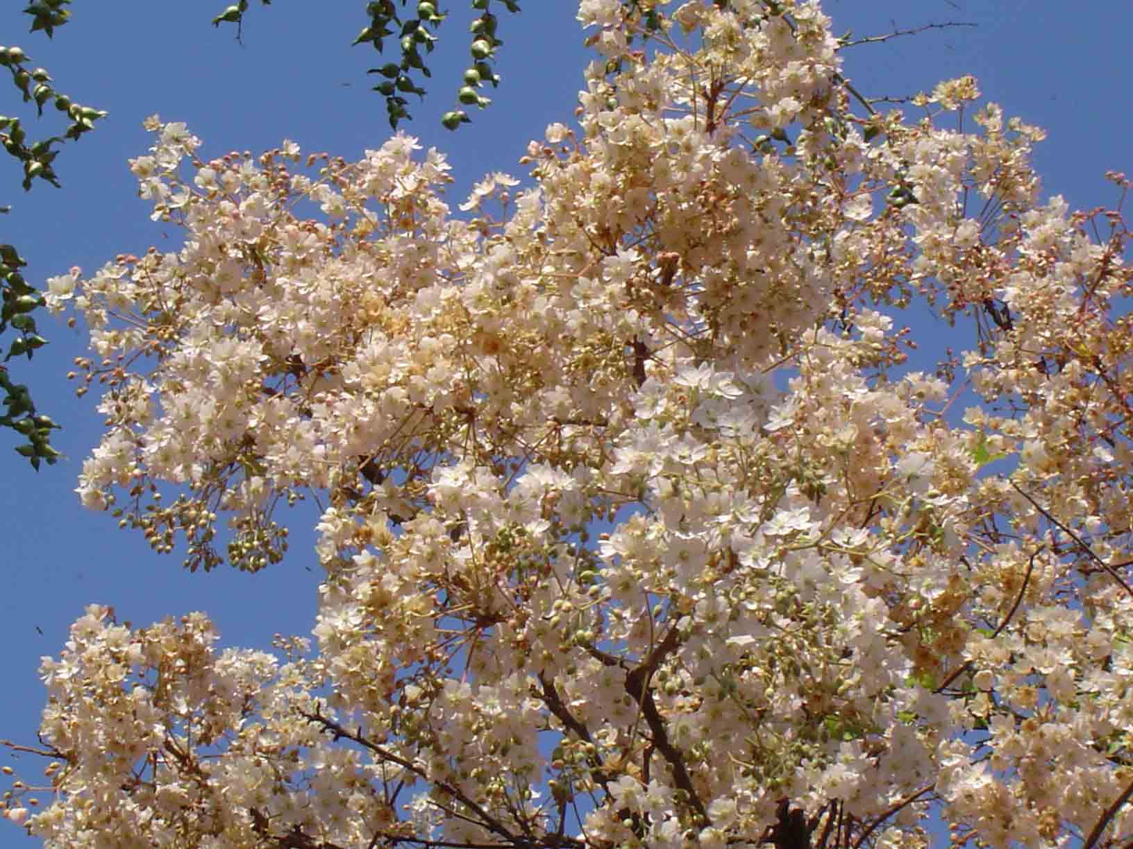 Dombeya rotundifolia