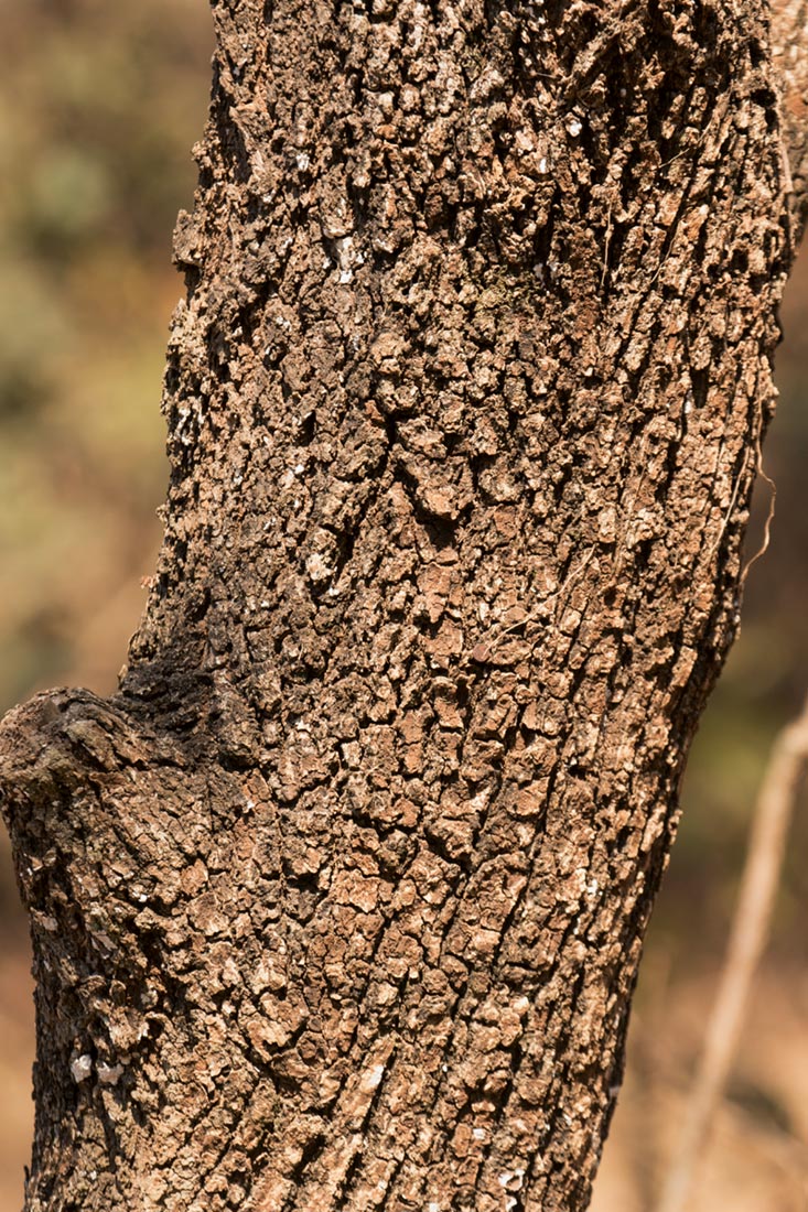 Dombeya rotundifolia