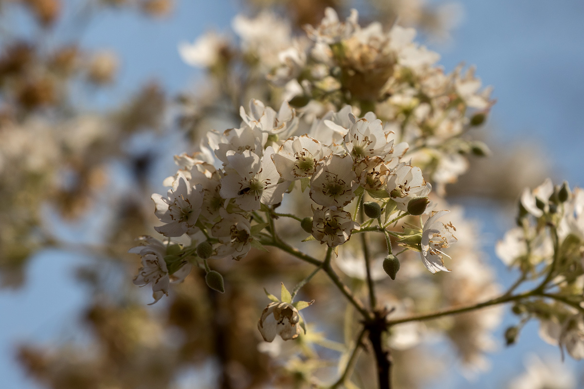Dombeya rotundifolia Dombeya rotundifolia