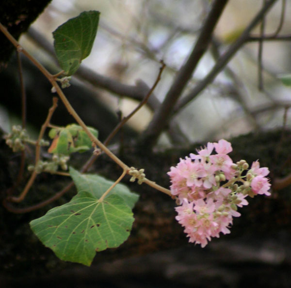 Dombeya rotundifolia