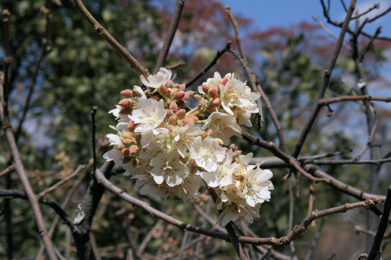 Dombeya rotundifolia