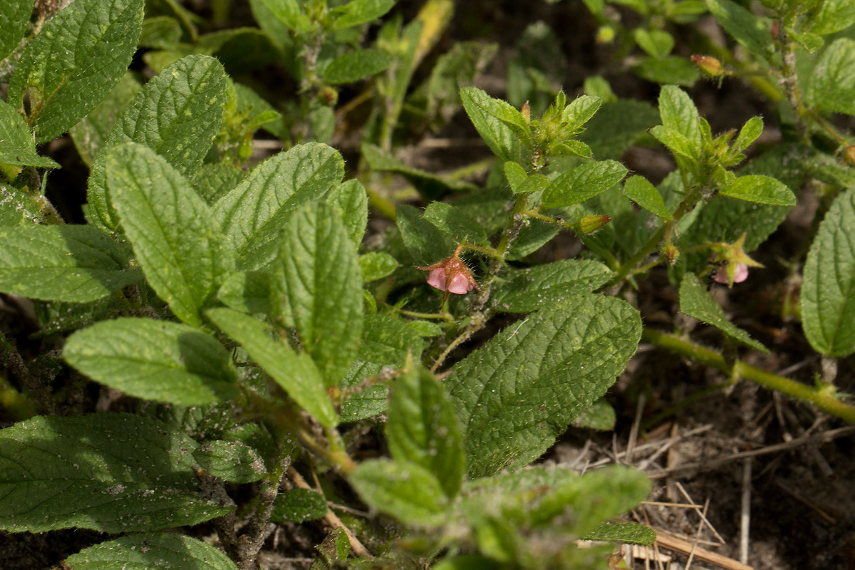 Hermannia eenii Hermannia eenii