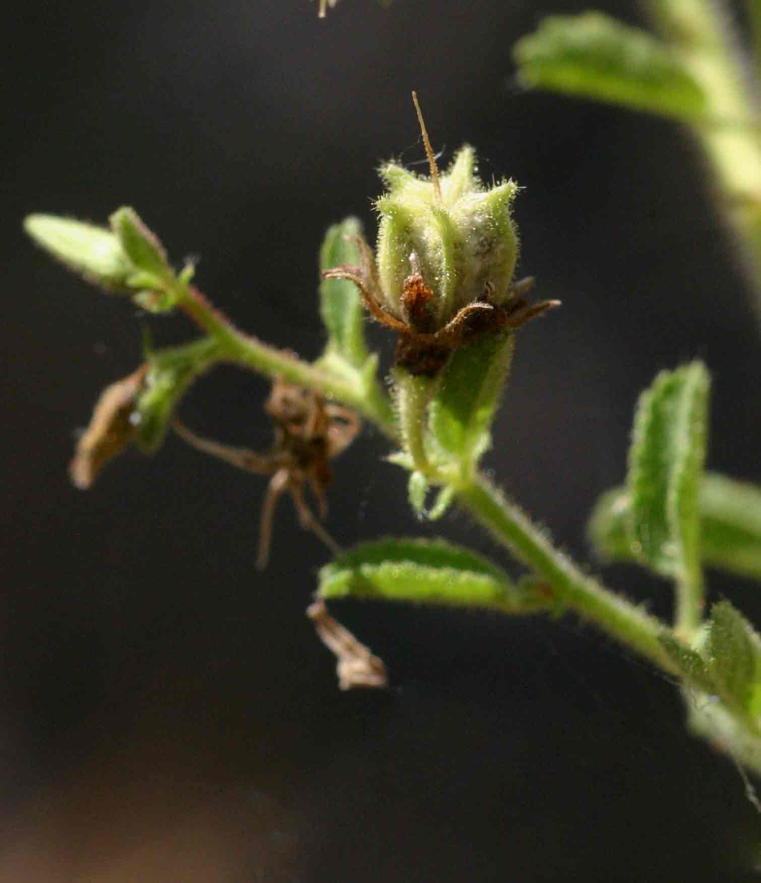 Hermannia glanduligera Hermannia glanduligera
