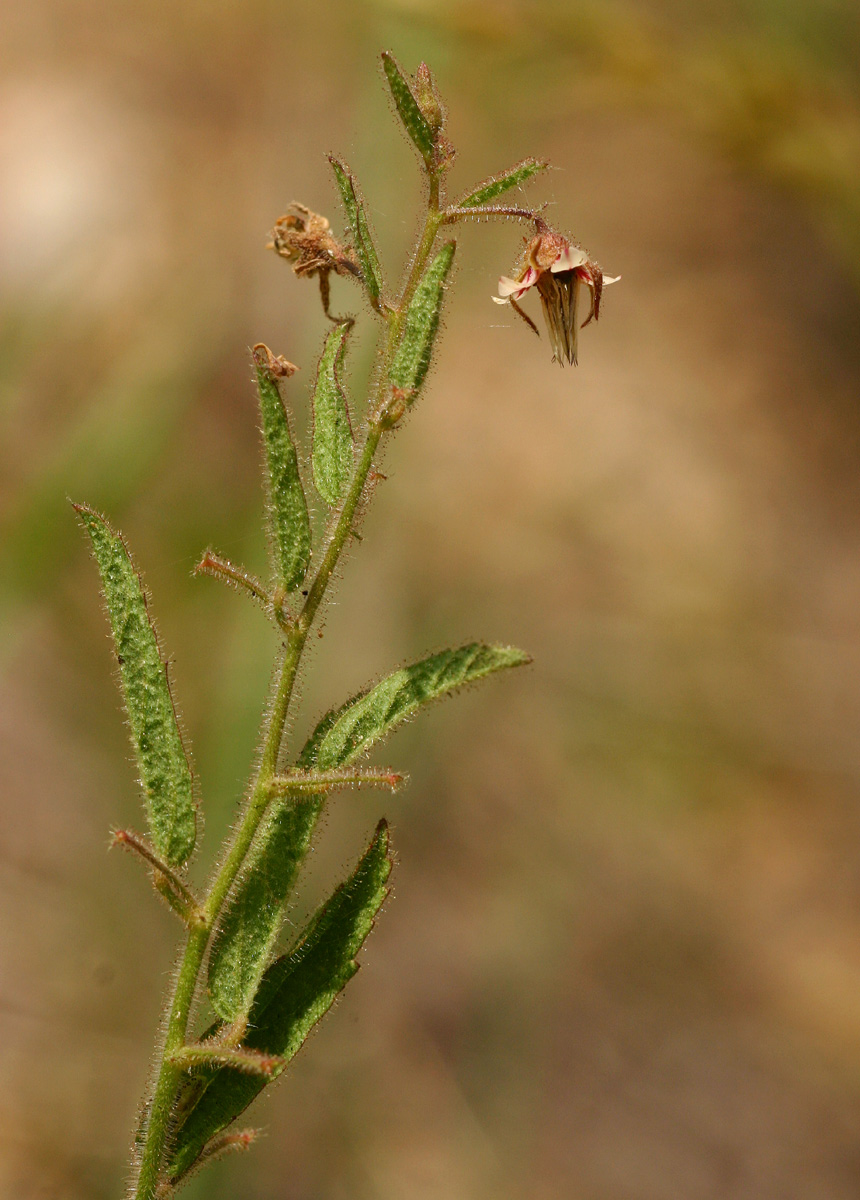 Hermannia glanduligera
