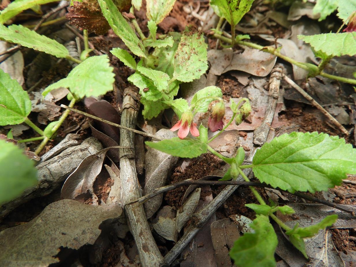 Hermannia quartiniana
