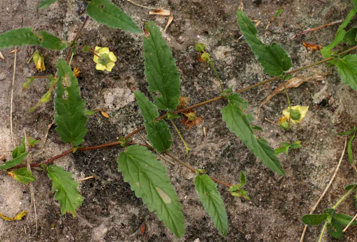 Hermannia quartiniana