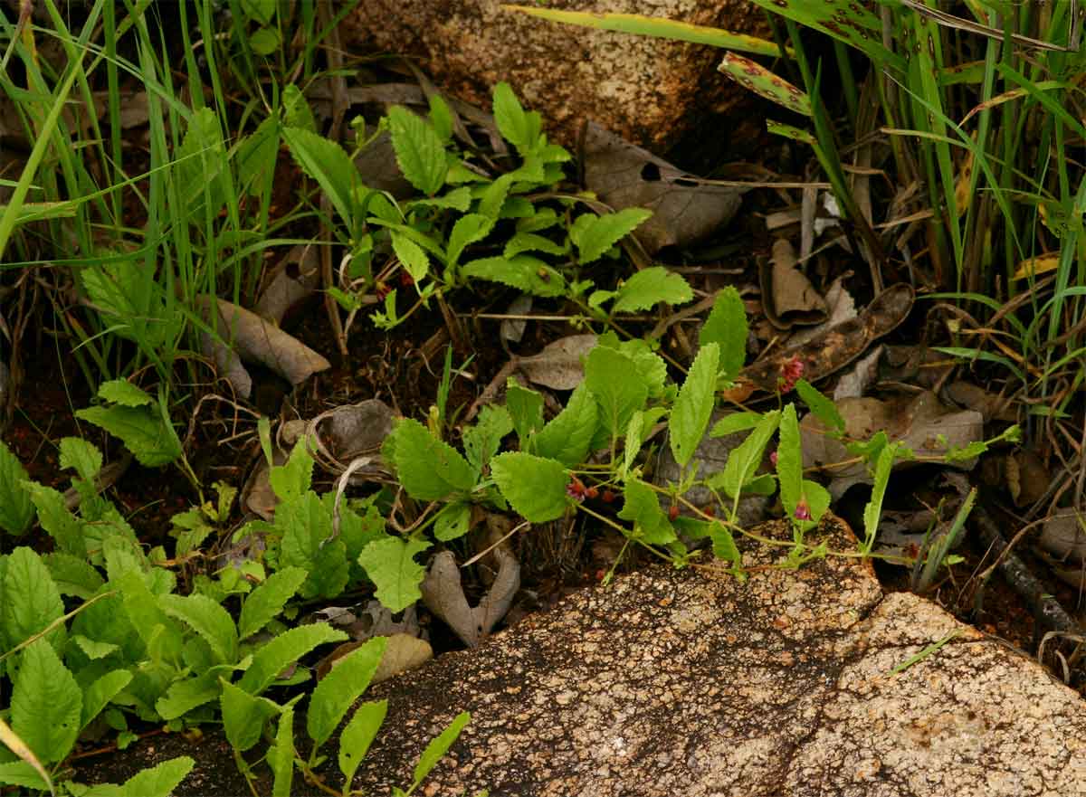 Hermannia quartiniana