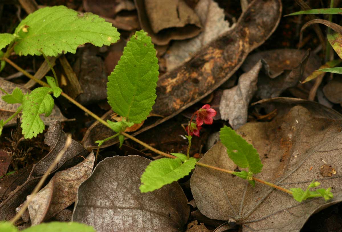 Hermannia quartiniana Hermannia quartiniana
