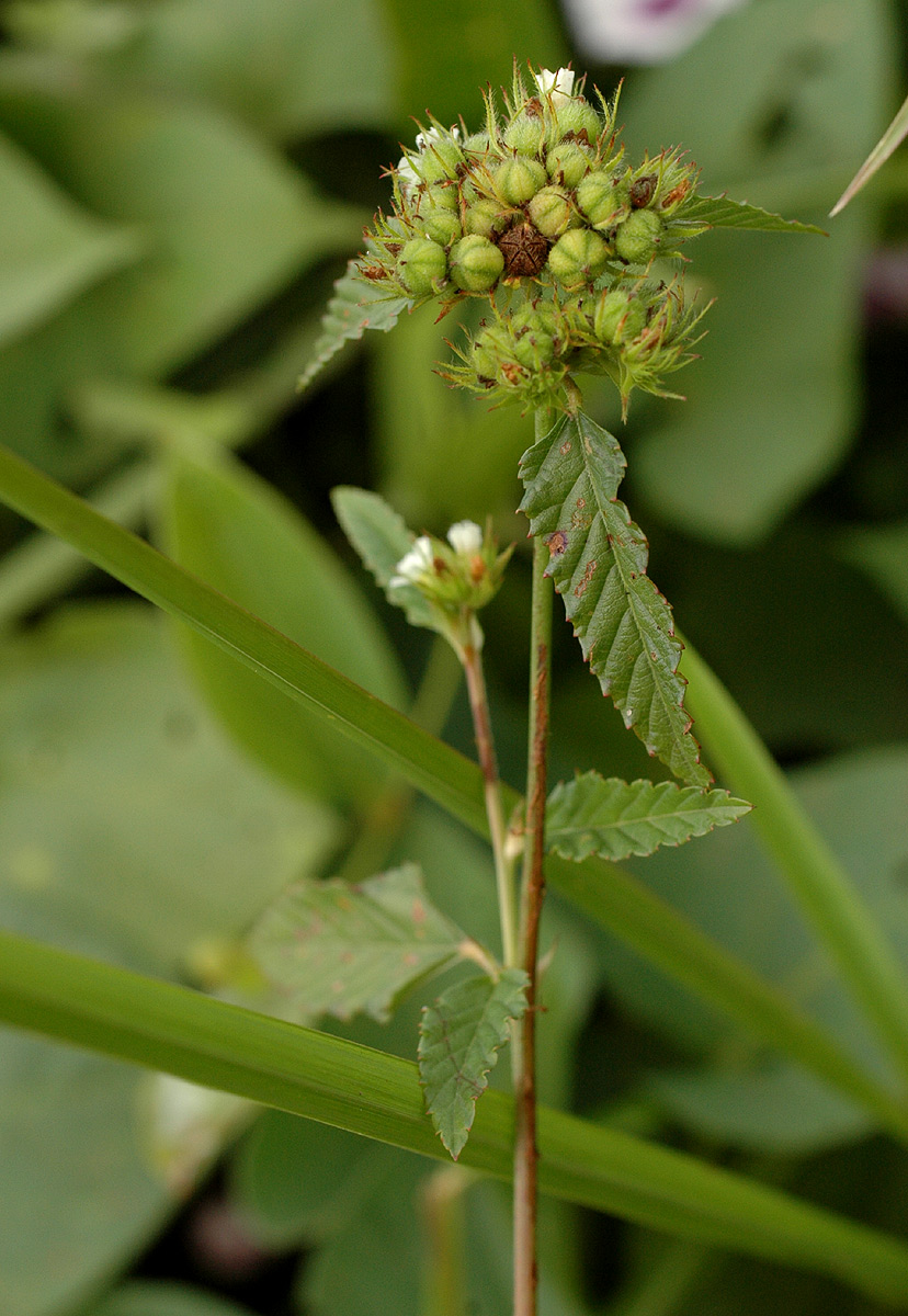 Melochia corchorifolia