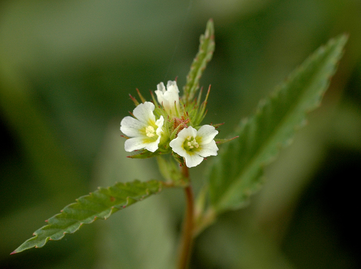 Melochia corchorifolia Melochia corchorifolia