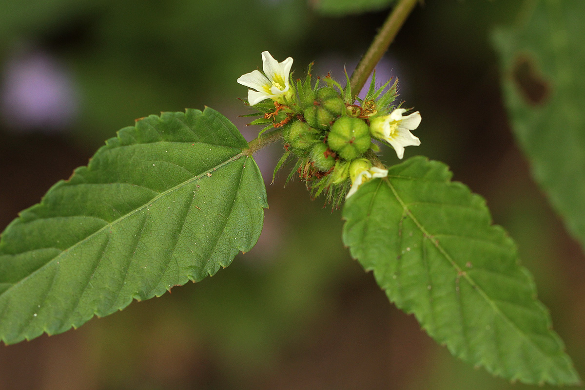 Melochia corchorifolia