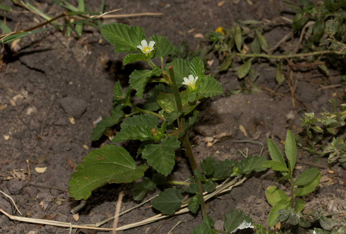 Melochia corchorifolia