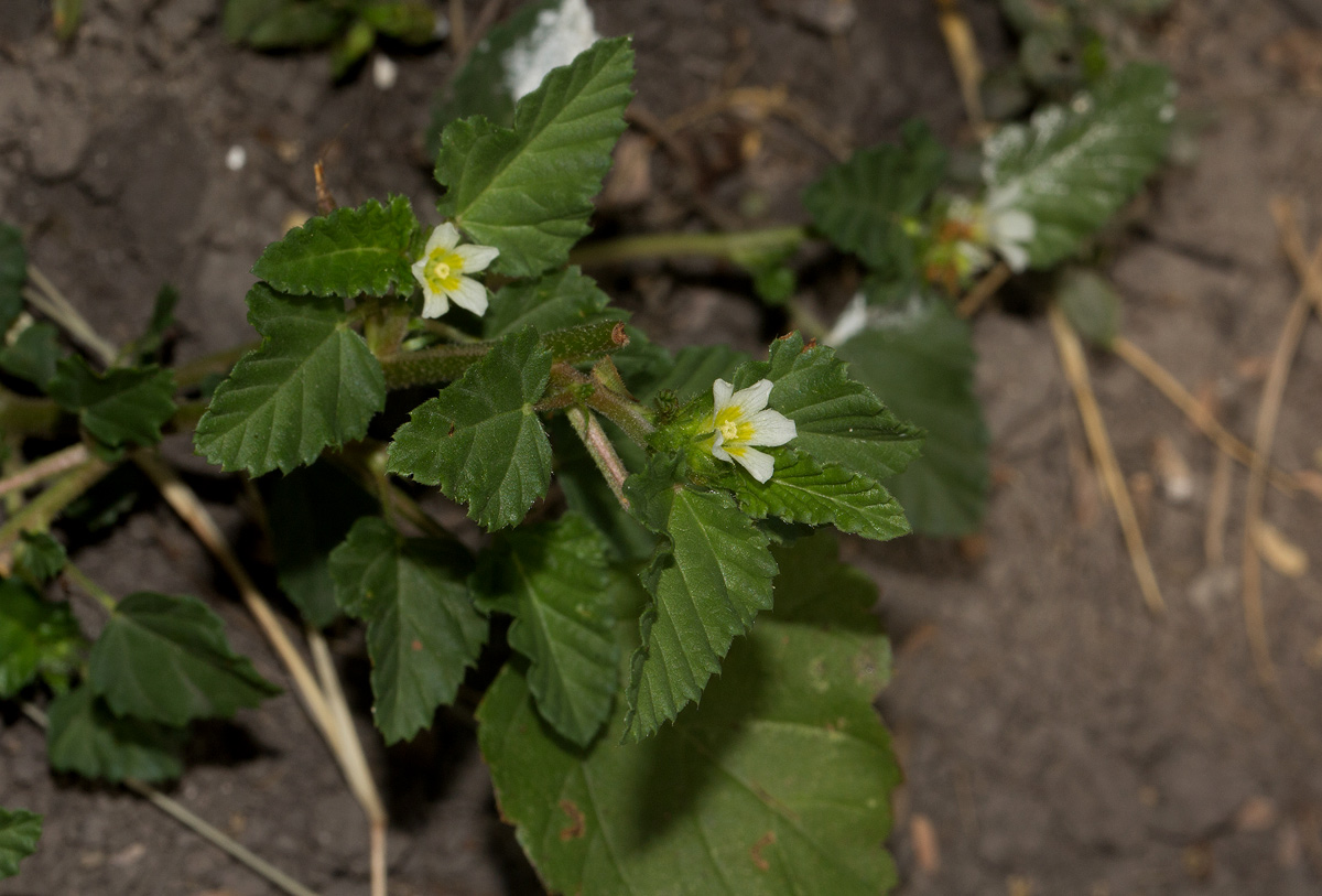 Melochia corchorifolia