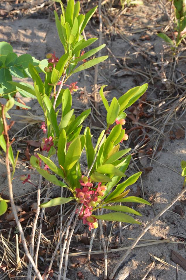Ochna arenaria Ochna arenaria