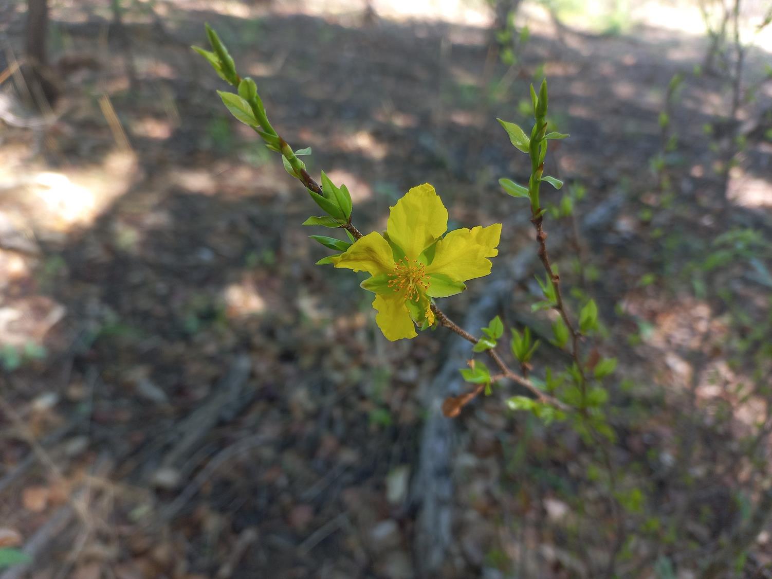 Ochna cinnabarina