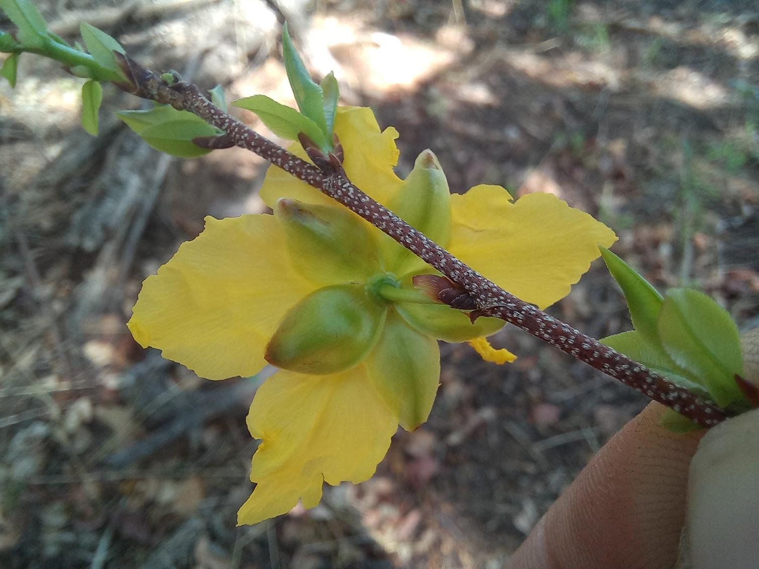Ochna cinnabarina