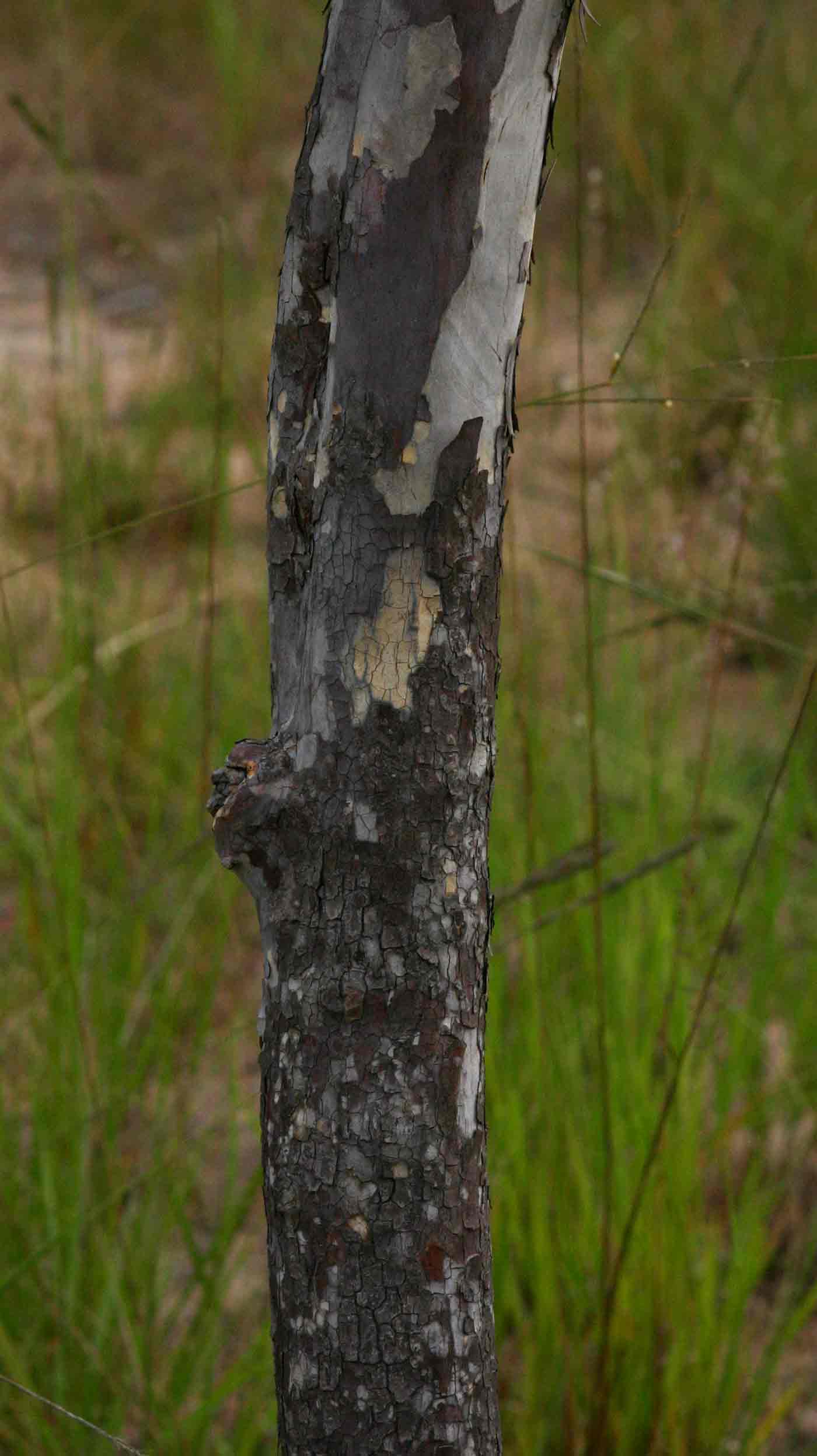 Ochna pulchra subsp. pulchra