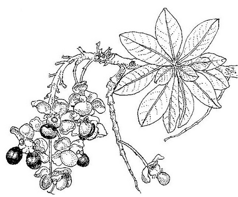 Ochna pulchra subsp. pulchra