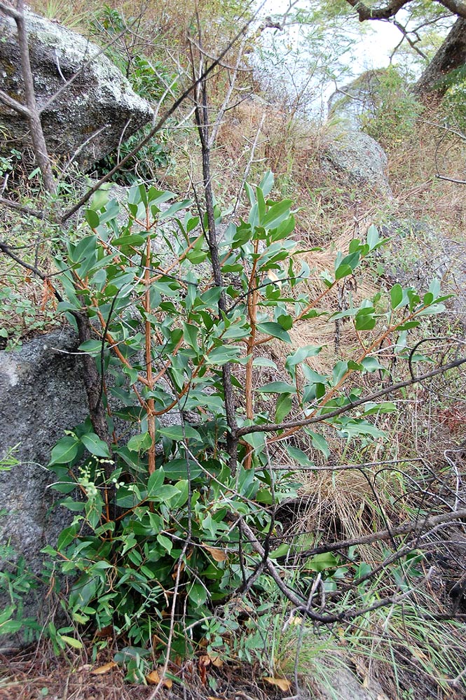 Garcinia buchananii Garcinia buchananii