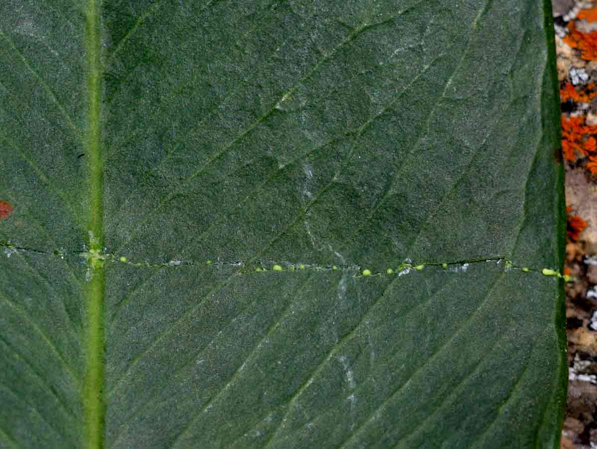 Garcinia buchananii Garcinia buchananii