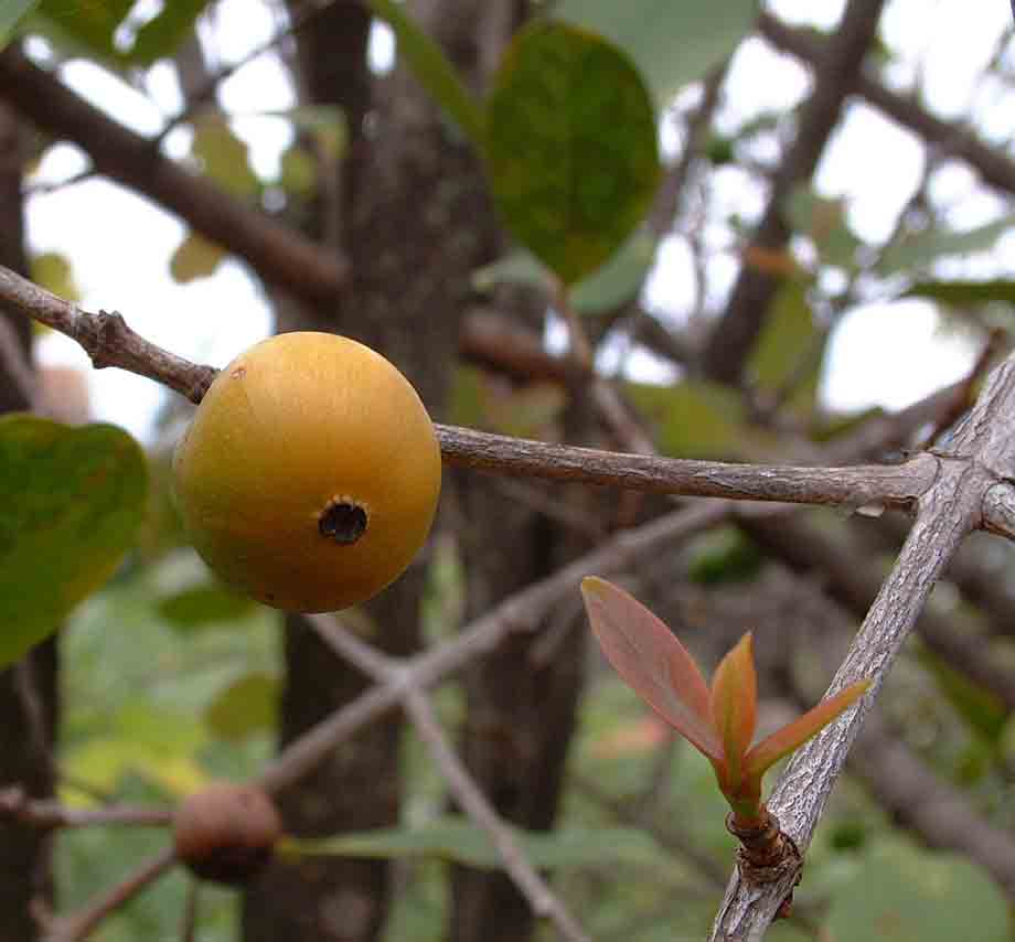 Garcinia buchananii Garcinia buchananii